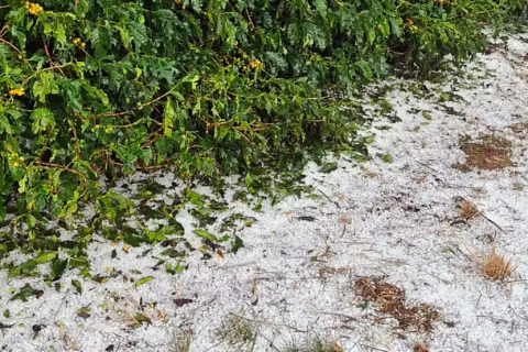 Granizo devasta cafezais e produtores estimam perda de 70% em Campo do Meio, MG