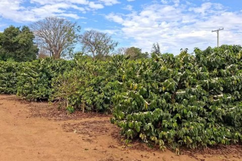 Inverno chuvoso antecipa florada do café no Sul de MG para a época de colheita e surpreende produtores